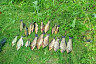 В Волгу из сетей браконьеров выпустили 200 кг рыбы 